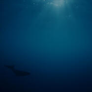 Relaxing Sleep Music with Underwater Whale Sounds